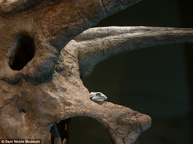 考古学家指出,Aquilops americanus恐龙不像三角恐龙那样长着头盾结构和强壮的角,是一种“不加修饰”的恐龙。如图所示,一个3D打印Aquilops