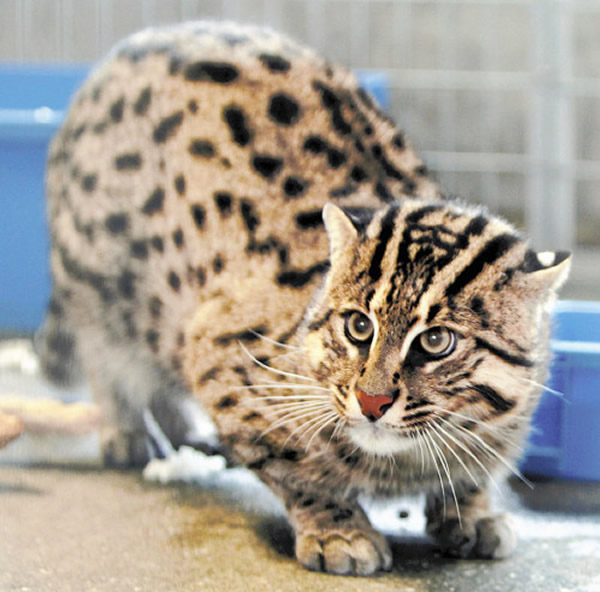 日本三重县鸟羽市的鸟羽水族馆展出在水边生活、擅长游泳的“渔夫猫”