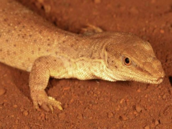 西澳发现一条世界上最小的巨蜥