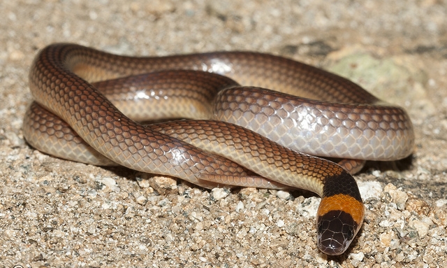 �Ⱦ�������(ͼ)�ж���������ɱ�����ܡ�