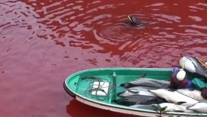 大量海豚遭捕杀,海水染成红色。(资料图片)