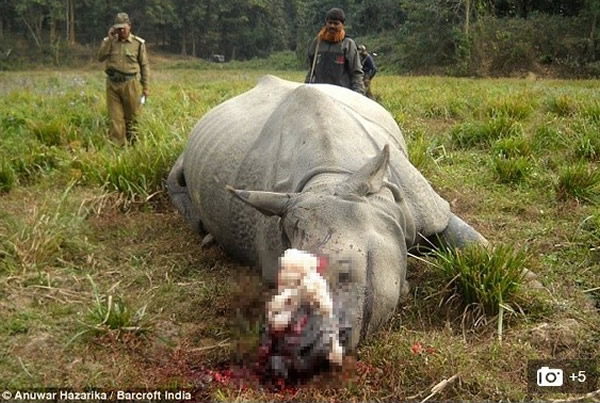印度又发生盗猎者杀害濒临绝种独角犀牛事件