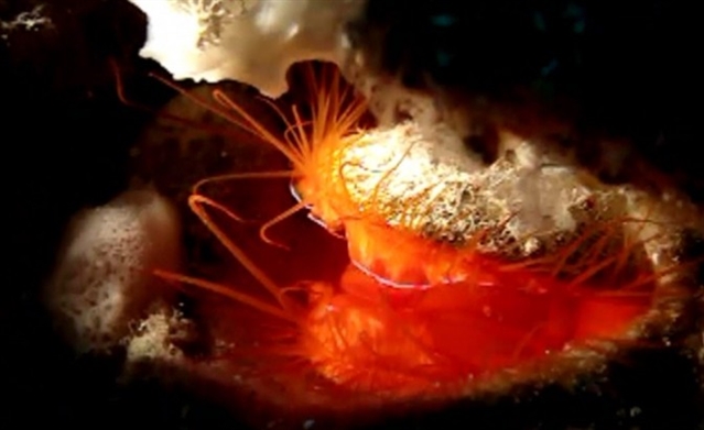 ������԰������۱��ⱻ��ʳ