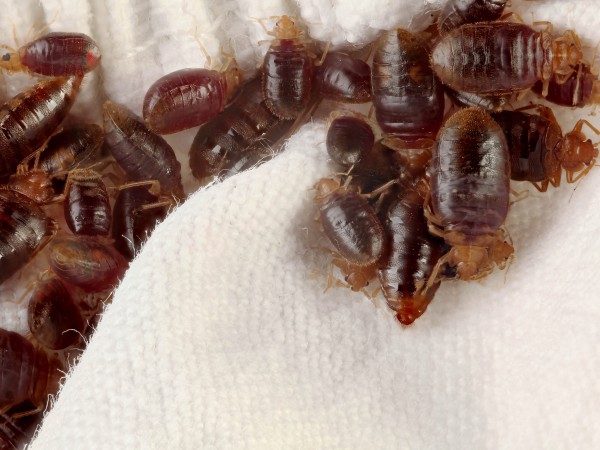 引诱并将臭虫捕获的6种化学物质的组合