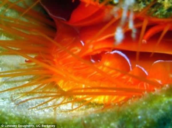 ��֮���ʵ���У��о�����Բ��ﱸ�Ĵ����з����˺ܸߵ���������������������Ҫ�ɷ֡�һֻ����Բ��ﱸ��ȸβ���Ϻ����������֮���������˻�ȥ������������ʮ�ֽ���