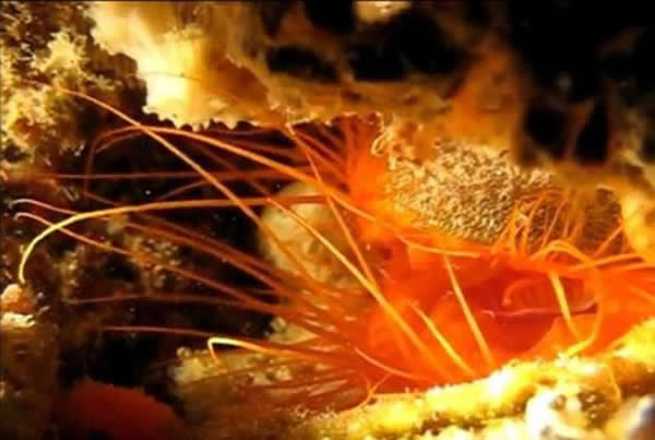 ����������Ϊ���ﱻ������ˮ���С�Բ��ﱸ�Ĵ��ָо���������Ĵ��ڣ����ǵ�����Ƶ��Ҳ�������ӡ�������������ﶼ�������Եġ�