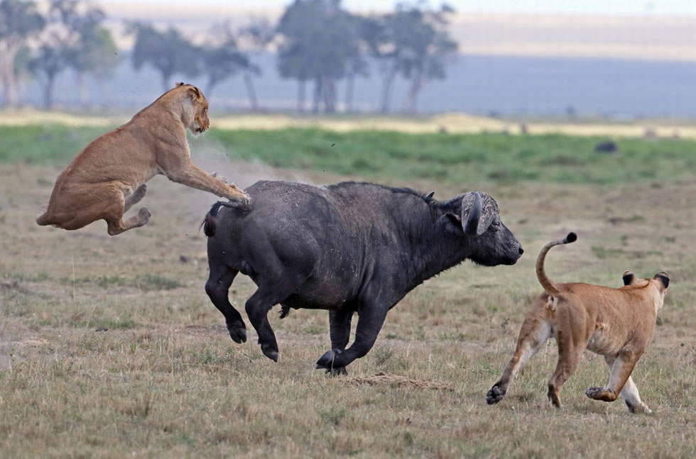 ����ҰţŬ�����ߣ���ʨ�Ӵӱ���˦�ѡ�