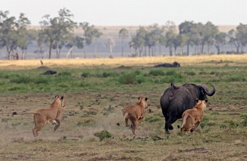 Ұţ���ߺ�ʨ����Ȼ�ں����׷���ᡣ