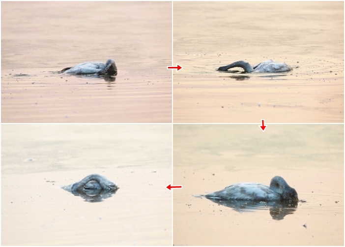 С��첻ͣײ�����飬����ͷ�����ˮ�£����һ����������ֹ�ں��档