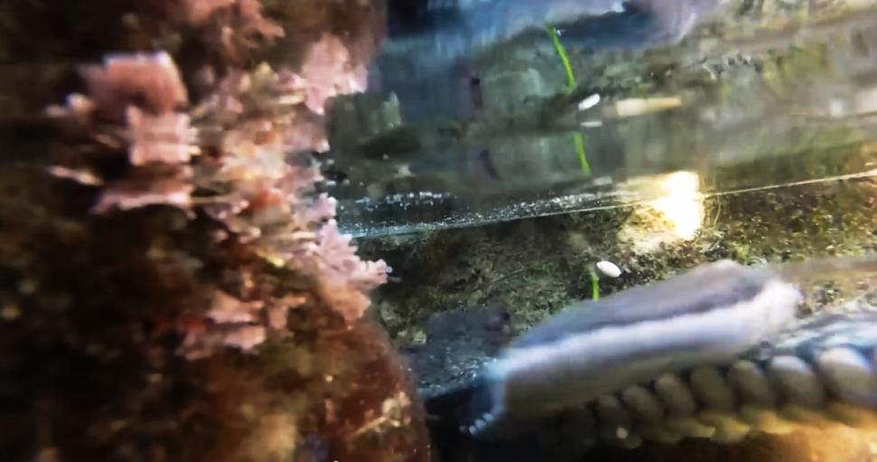 一只章鱼欲将水下相机据为己有