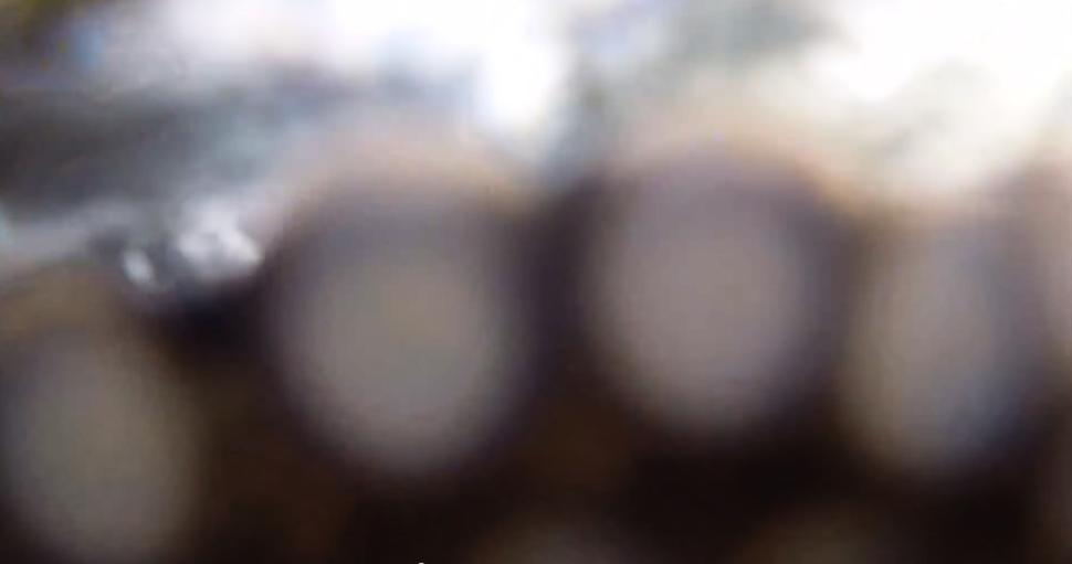 一只章鱼欲将水下相机据为己有