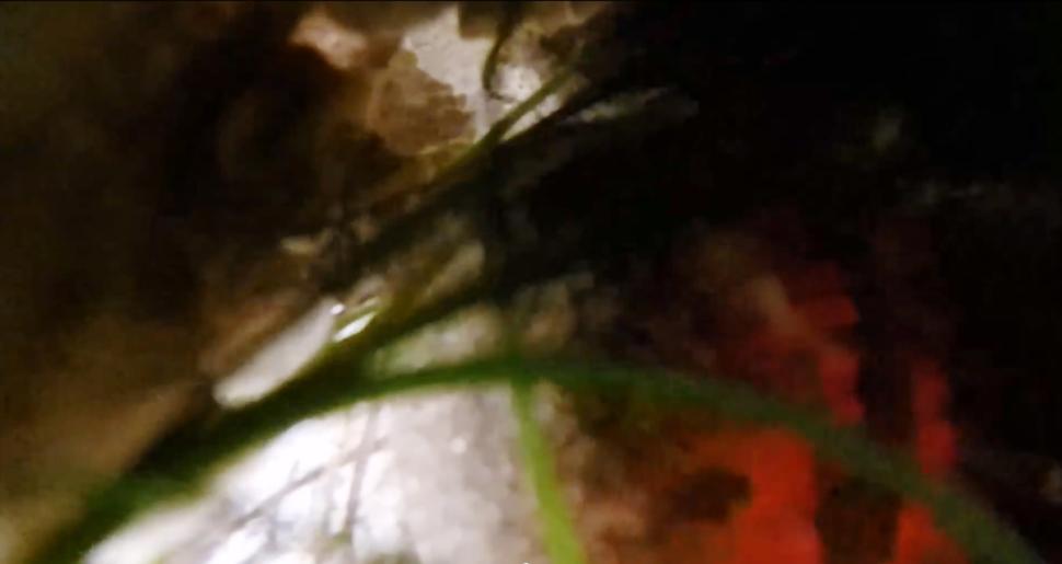 一只章鱼欲将水下相机据为己有