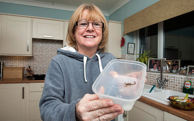 Ӣ��Ů�ӴӰ��޶ȼٻ���3���º��־�����һֻ��Ы��