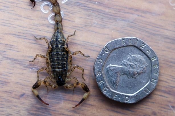 Ӣ��Ů�ӴӰ��޶ȼٻ���3���º��־�����һֻ��Ы��