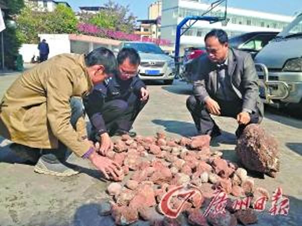 广东省河源市查获116枚恐龙蛋化石 移交河源恐龙博物馆