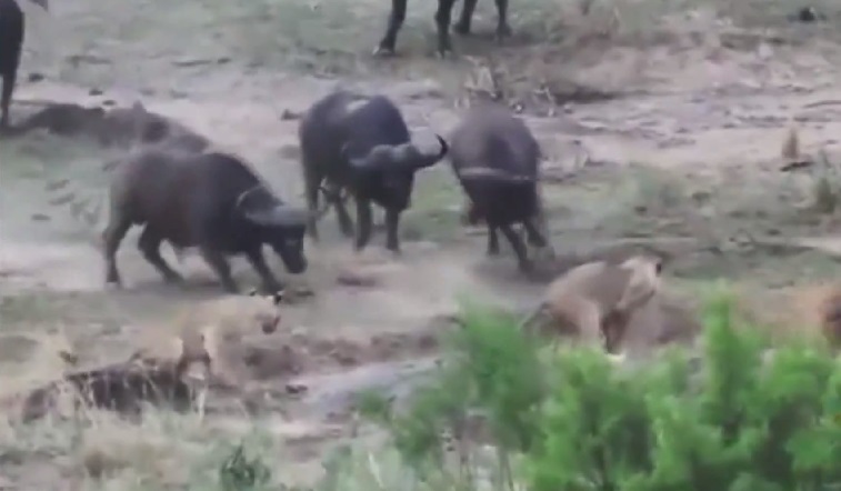 ʨڶˮţлֻε֮زز