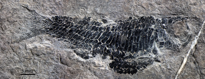 精美乌沙鱼的雌性个体(徐光辉供图)