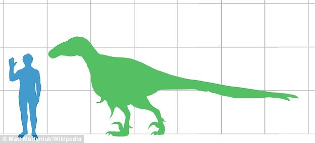 犹他盗龙与人的体型对比