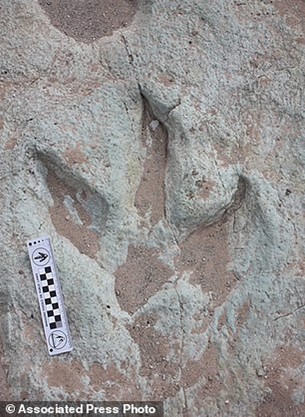 这些来自犹他州土地管理局的最新图片显示了在摩押北部发现的兽脚类恐龙足迹。