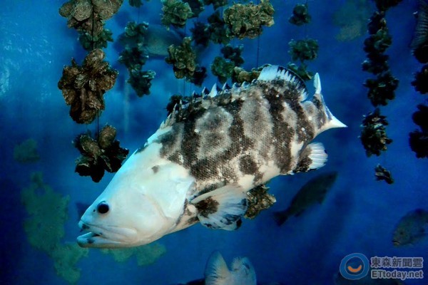 珍珠龙胆石斑头部呈现白化突变体色惊艷全场。(图/屏东海生馆)