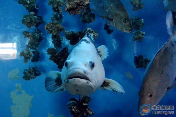 珍珠龙胆石斑头部呈现白化突变体色。(图/屏东海生馆)