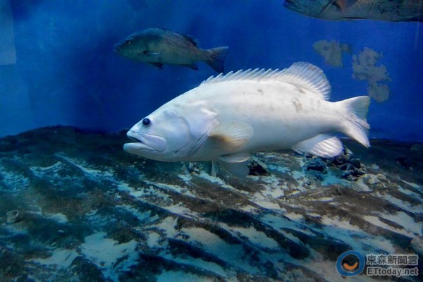 珍珠龙胆石斑(白化突变体色)。(图/屏东海生馆提供)