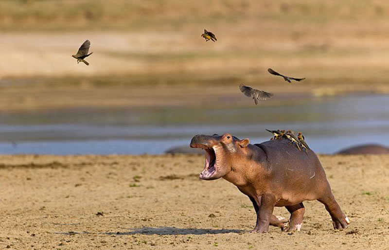 �ޱ�����¬���Ϲ��ҹ�԰Ұ��С�����������ѱ���ţ���ĸ�Ц����