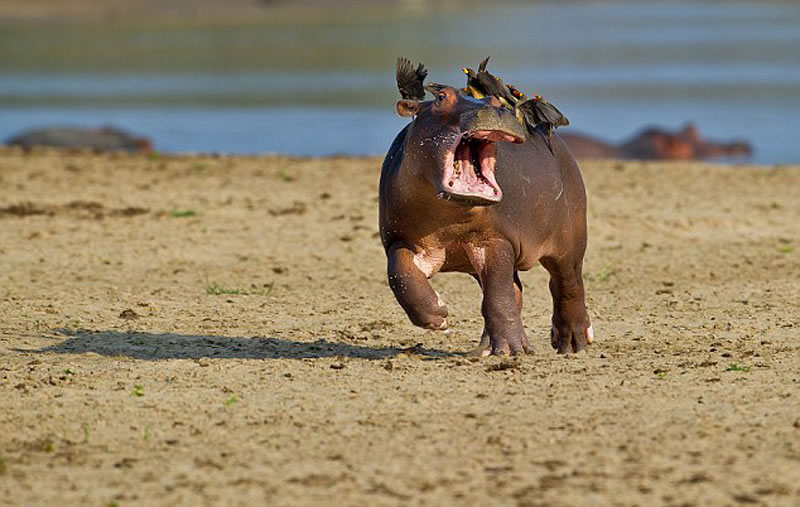 С��������Ť�����������ܣ�ϣ�����ѱ��ϵ�С��