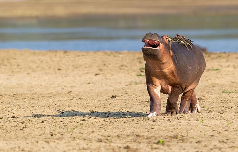 ��Ӱʦ����Ŀ����һĻ�����÷ǳ���Ц��