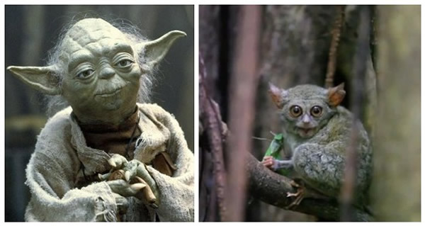 《星球大战》里尤达大师的原形是眼镜猴?