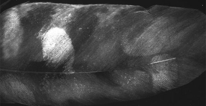 Ӣ����ѧ���о�����������ë����ȡ�ﷸָ�Ƶķ���