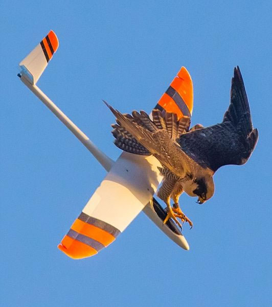 �������ݹ�԰һֻ��ӥ��ջ���2�����֡��л���