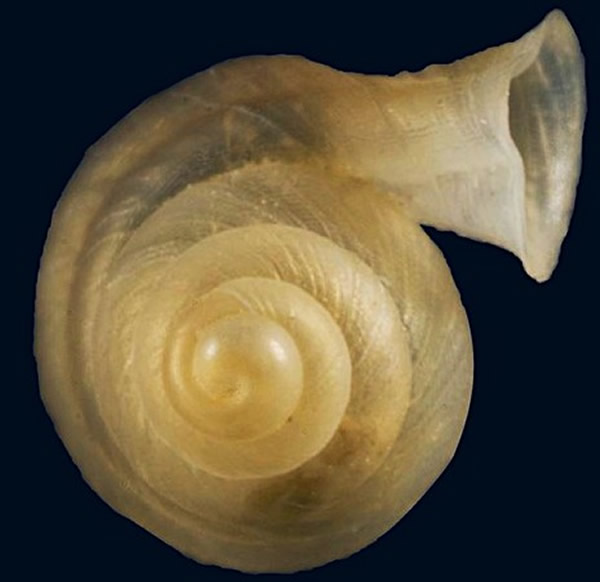 台湾垦丁社顶公园发现新品种蜗牛——垦丁高口蜗(Hypselostoma kentingensis)