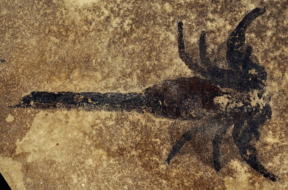 这种蝎子物种(Eramoscorpius brucensis)距今约有4.3亿年历史,科学家们认为它们或许是靠脚走上陆地的。