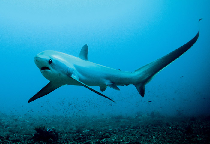 长尾鲨是其中一种濒危鲨鱼