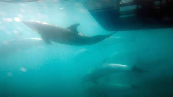 人类处在对海洋及海洋动物造成前所未有的大破坏的边缘