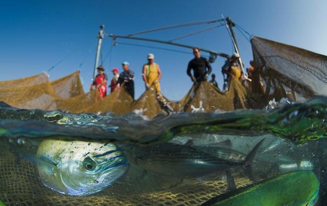 人类给海洋和海洋生物带来史无前例的危害