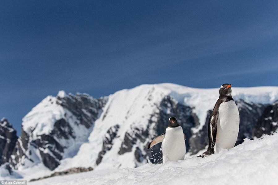 ������˻�ѩ����ɽ������һЩ�ϼ�������磺��졣