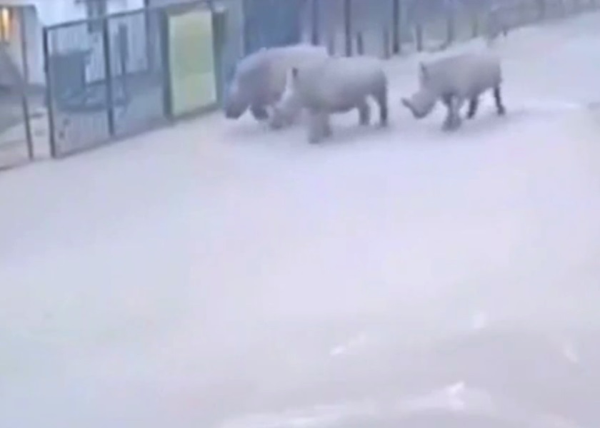 Ϭţ֮�����л������ߣ�����Ϊ����ֵ��ʱ˯����