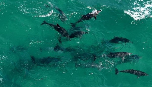 鲨群追噬多条海豚