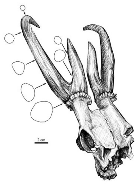 新种和政始柱角鹿(Eostyloceros hezhengensis sp. nov.)是一种大型的麂类动物
