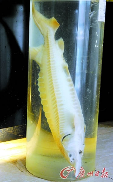 珠江水产研究所里的中华鲟标本