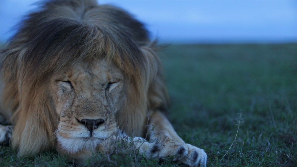 研究显示家犬可能向塞伦盖蒂的狮子传播了犬瘟热病毒(CDV)