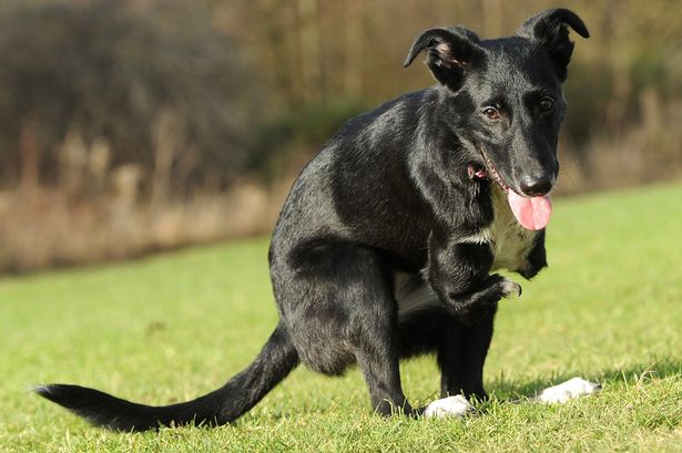 ʧȥǰ֫�����˹�Roo������־��ǿ ��С���������