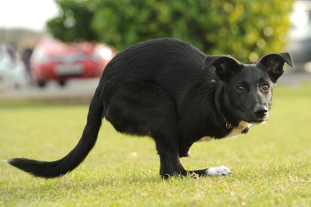 ʧȥǰ֫�����˹�Roo������־��ǿ ��С���������