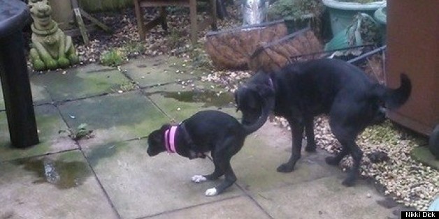 ʧȥǰ֫�����˹�Roo������־��ǿ ��С���������