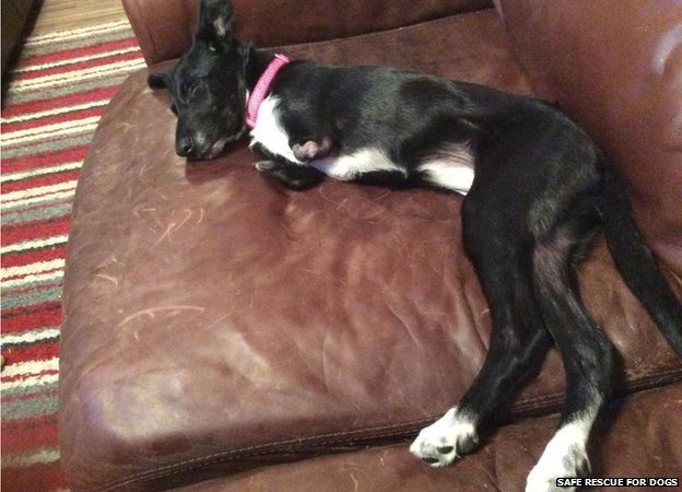 ʧȥǰ֫�����˹�Roo������־��ǿ ��С���������