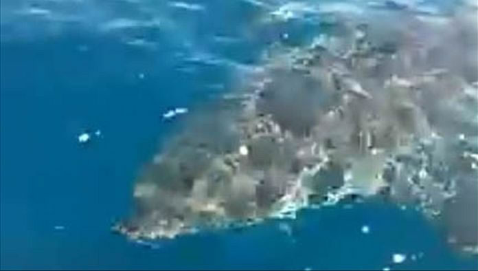 澳洲一条大鲨鱼靠近钓鱼客的小船