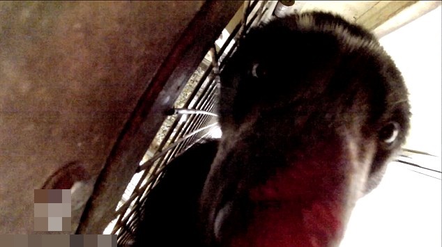 ��ͷ���������°����ǵ���