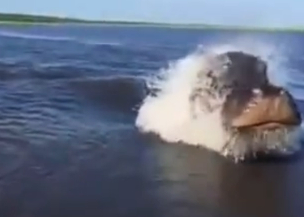 ԭ������һֻ����